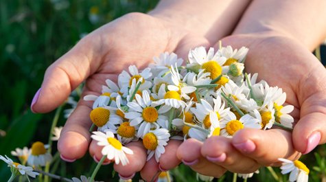 Aké účinky má harmanček? Tajomstvo prírodnej starostlivosti