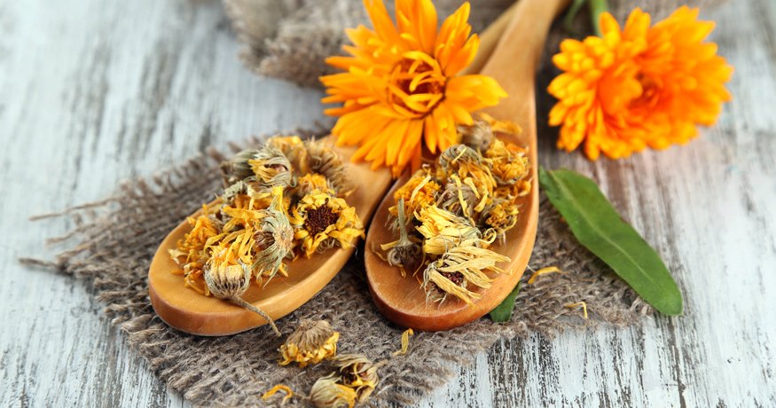 Nechtík lekársky a jeho využitie pre citlivú pleť - hero