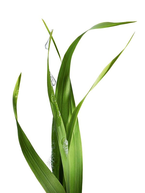 Lemongrass