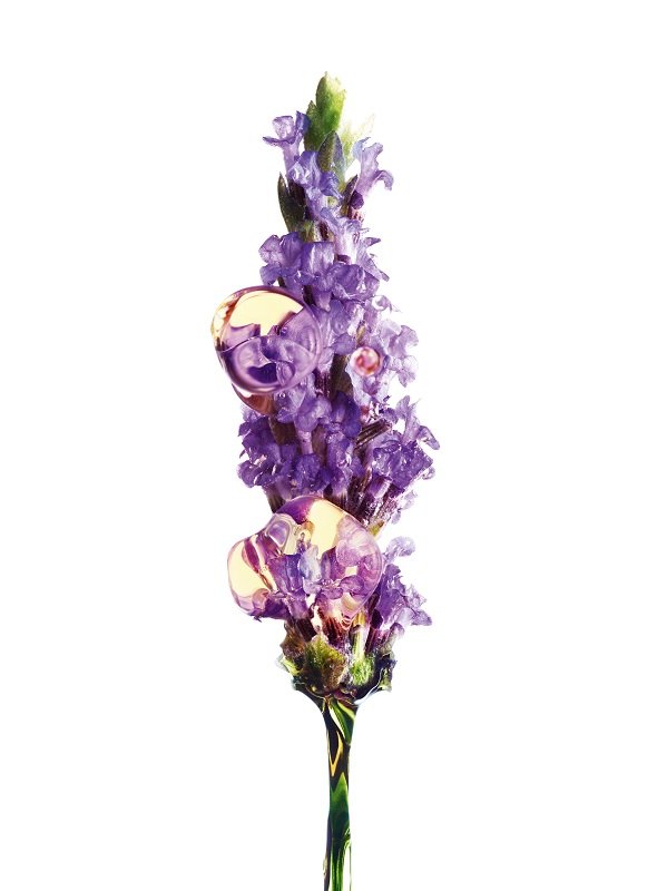 Levandula